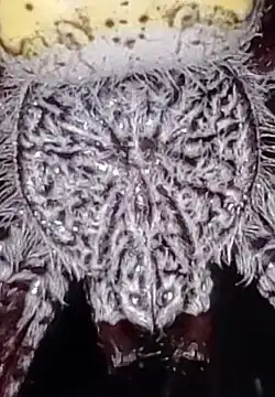 Detail of dorsum of thorax