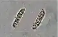 Photograph of two spores (3-septate, 4-celled) from Arthonia caesia taken through a compound microscope, x 1000. (spores measure 21 x 5 micrometres)