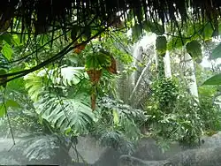 Inside the jungle area within the conservatory