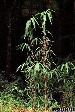 Bamboo stalks