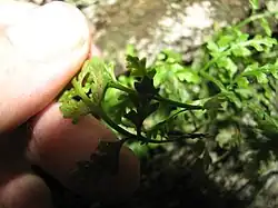 A leaf of Asplenium montanum held curled to show linear brown sori underneath
