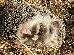 A North African hedgehog curled up on hay