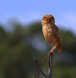 Brazilian burrowing owl (A. c. grallaria), Jaú (São Paulo, Brazil).