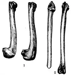 A sketch of four bones of the great auk, all long. The first two on the left are shorter and hook and fatten at the end, while the third is straight. The fourth has a nub on both ends.