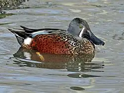 Male - Scotland Heights Waterfowl Park