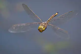 Australian Emperor dragonfly (Insecta)