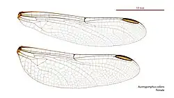 Female wings