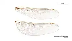 Female Austrogynacantha heterogena wings