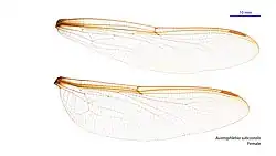 Female wings