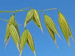 Oat spikelets, containing the small wind-pollinated flowers