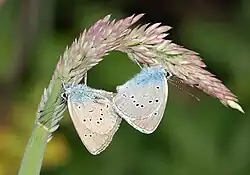 Mating pair