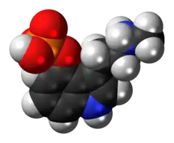 Space-filling model of the baeocystin molecule as a zwitterion