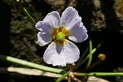 Lesser water-plantain