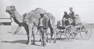 A black and white photo showing Bates, Balgundra and Gauera. Bates and Gauera are sitting in a buggy that is hitched to a camel. Balgundra is standing next to the camel.