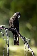 Baudin's black cockatoo male sitting on a branch.