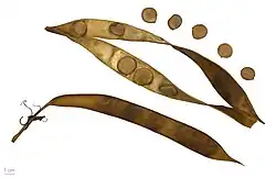 Seed pods and seeds – MHNT