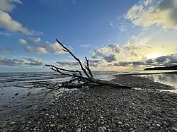 Driftwood on the beach in Sitges, Spain