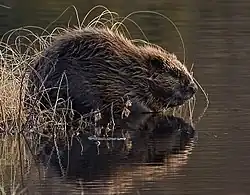 European beaver