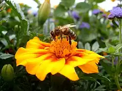 bee collecting pollen.