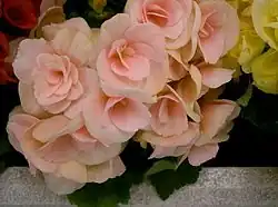 A shell-pink cultivar