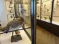Ornithological display (2 of 2)