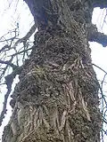 A rare Black Poplar tree, showing the bark and burls.