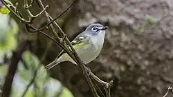 A blue-headed vireo perched on the small branch of a large tree