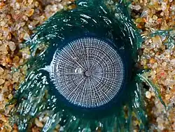 Central disk of blue button 1.5 cm diameter