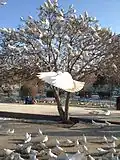 White pigeons in the Blue Mosque's courtyard
