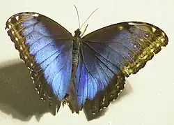 Morpho peleides on display at the Philadelphia Academy of Natural Science