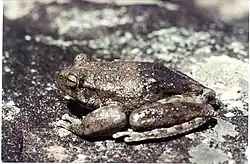 Image 4This frog changes its skin colour to control its temperature. (from Animal coloration)