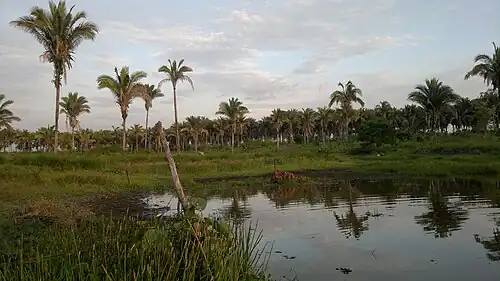 Babassu palm trees in Bom Lugar, Maranhão.