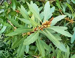 Young flower buds. The name stellatifolium refers to the star-shaped rosettes of its leaves.