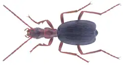 a photograph of a brachinus bellicosus specimen from above