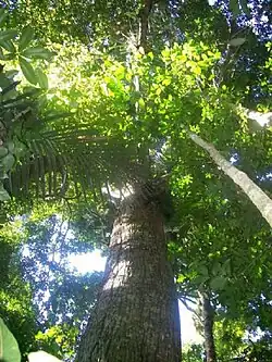 Historial Bom Conselho Plaza