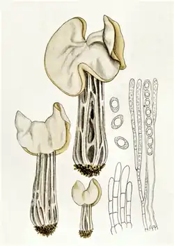 1932 illustration