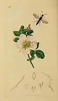 Rosa hibernica depicted in British Entomology (1829) "For the beautiful drawing of 'Rosa Hibernica' (the Belfast Rose) I am indebted to Miss Haliday"