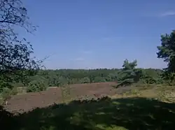 Brunssummer heath in South Eastern Limburg