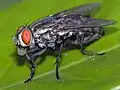 Bubbling fly