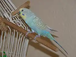 Full body Greywing, Sky Blue Single Factor Violet, Yellowface Type II Budgie