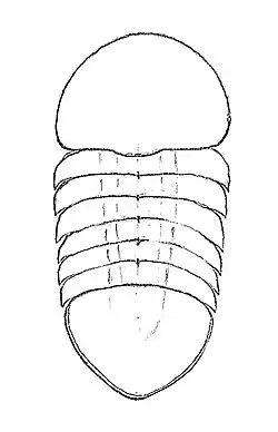 Drawing of the carapace of the incertae sedis nektaspid Buenaspis