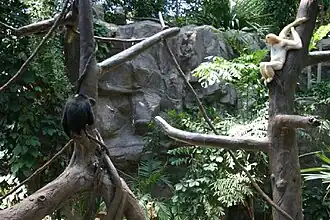 Primate exhibit