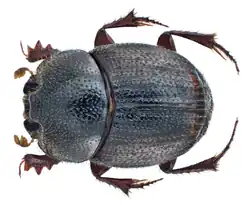 Caccobius vulcanus male