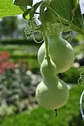 Pear-shaped bottle gourd in Seoul, Korea