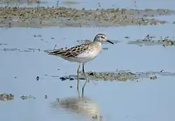 A sharp-tailed sandpiper (a wading bird) standing in water-covered mudflats.