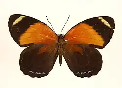Astarte eighty-eight, C. astarte, upperside