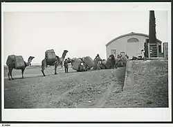 Camel train, with wool from Nappamerry being unloaded at the Railway Station, 1928.
