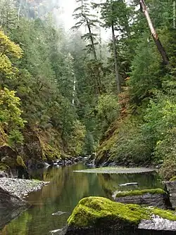 A canyon with a river and trees in the Copper Salmon Wilderness