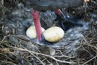 Nest with eggs, Cleland Wildlife Park