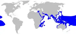 Blacktip reef shark geographic range